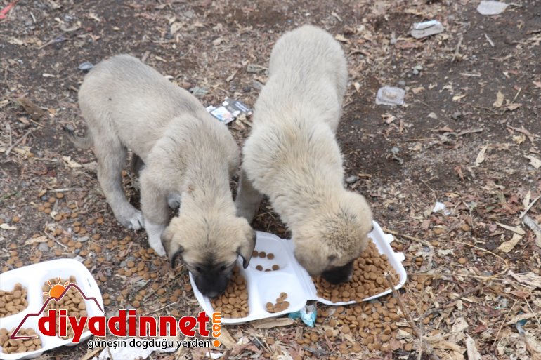 kısıtlamasında unutmadı - Kızılay Kovid-19 hayvanlarını sokak gönüllüleri AĞRI 9