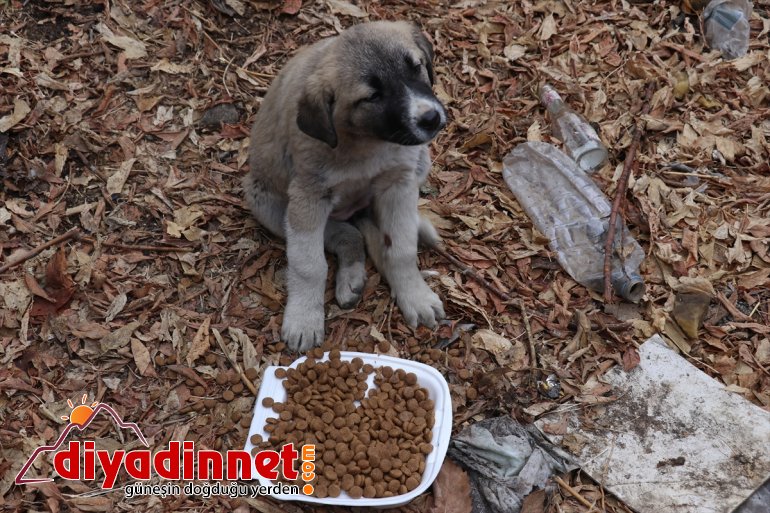 gönüllüleri AĞRI - sokak hayvanlarını Kovid-19 unutmadı Kızılay kısıtlamasında 10