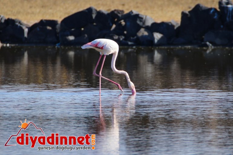 Büyük flamingo Ağrı Dağı Milli Parkı nda beslenirken görüntülendi2