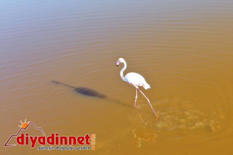 Büyük flamingo Ağrı Dağı Milli Parkı nda beslenirken görüntülendi11