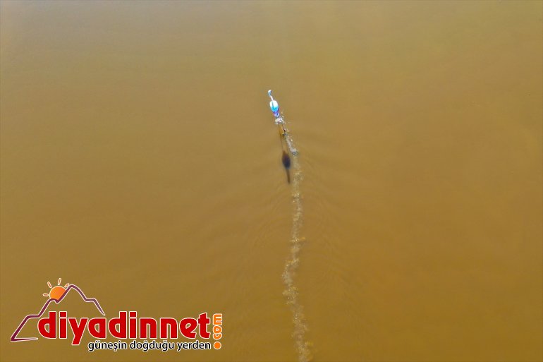 Büyük flamingo Ağrı Dağı Milli Parkı nda beslenirken görüntülendi12