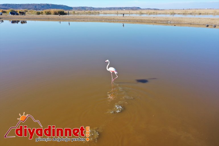 Büyük flamingo Ağrı Dağı Milli Parkı nda beslenirken görüntülendi13