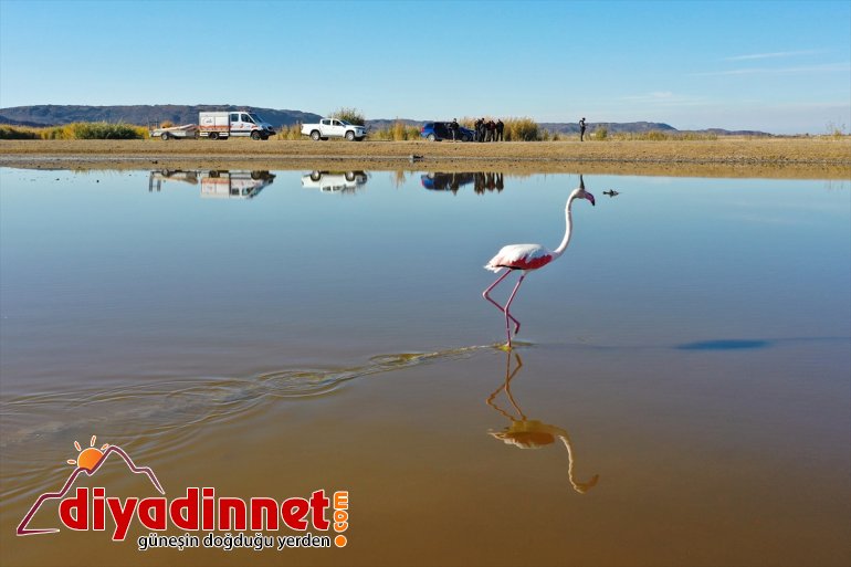 Büyük flamingo Ağrı Dağı Milli Parkı nda beslenirken görüntülendi14