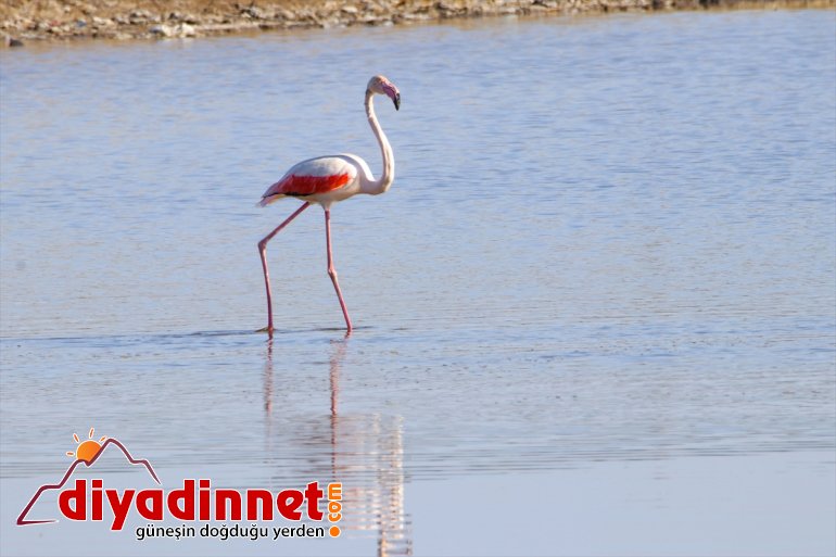 Büyük flamingo Ağrı Dağı Milli Parkı nda beslenirken görüntülendi3