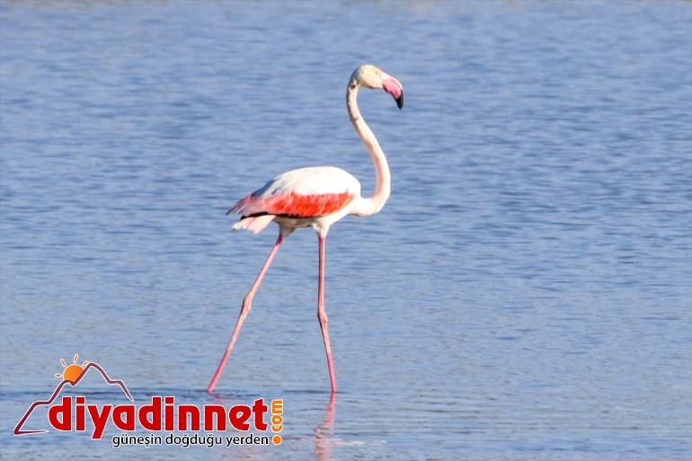 Büyük flamingo Ağrı Dağı Milli Parkı nda beslenirken görüntülendi4