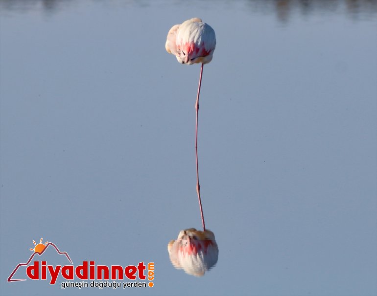 Büyük flamingo Ağrı Dağı Milli Parkı nda beslenirken görüntülendi5