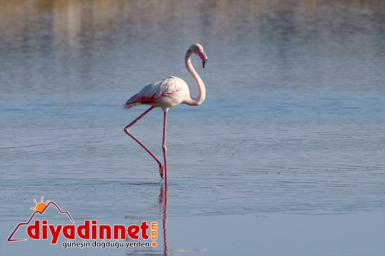Büyük flamingo Ağrı Dağı Milli Parkı nda beslenirken görüntülendi6