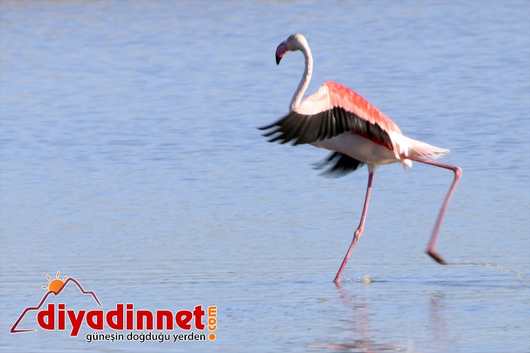 Büyük flamingo Ağrı Dağı Milli Parkı nda beslenirken görüntülendi7