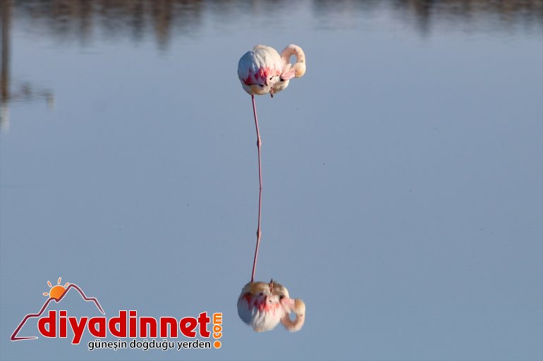 Büyük flamingo Ağrı Dağı Milli Parkı nda beslenirken görüntülendi8