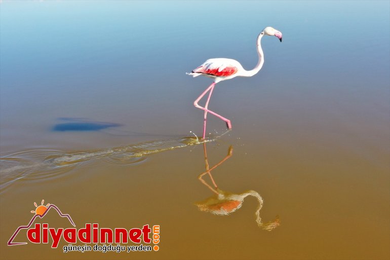 Büyük flamingo Ağrı Dağı Milli Parkı nda beslenirken görüntülendi9