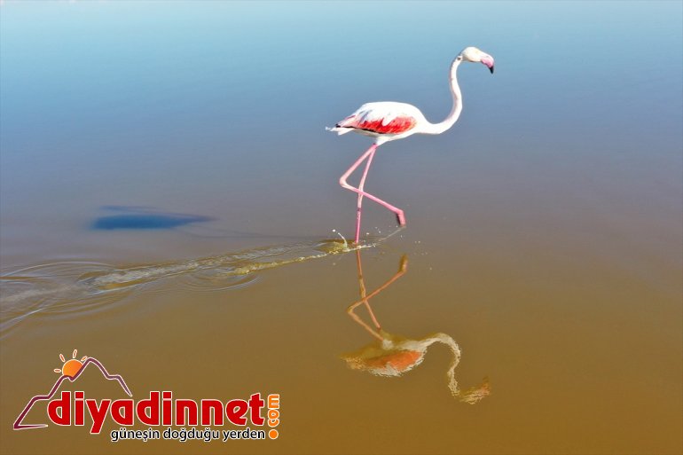 Büyük flamingo Ağrı Dağı Milli Parkı nda beslenirken görüntülendi9
