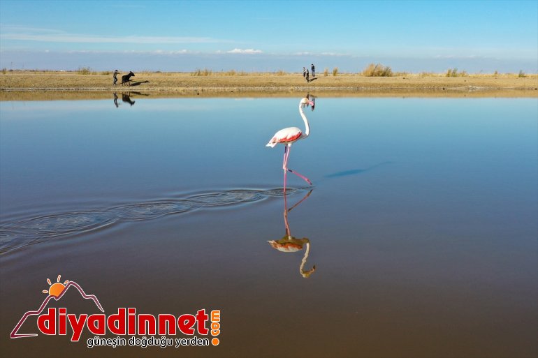Büyük flamingo Ağrı Dağı Milli Parkı nda beslenirken görüntülendi10