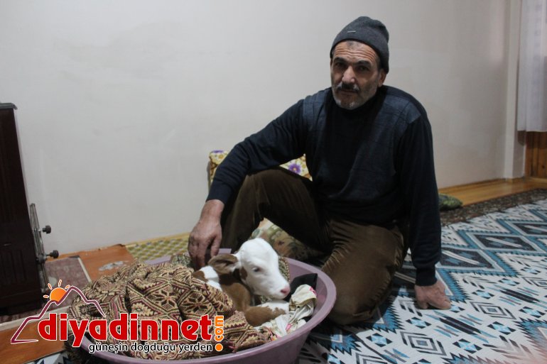 Çiftçi aile erken doğan buzağıya kendi çocukları gibi bakıyor