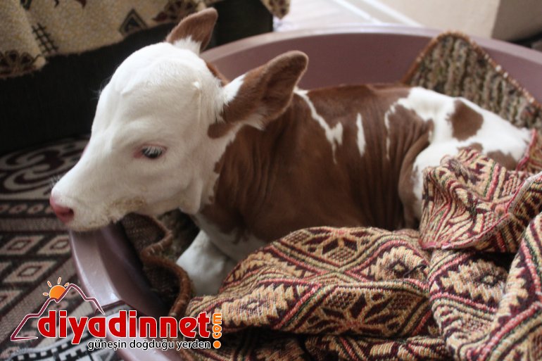 Çiftçi aile erken doğan buzağıya kendi çocukları gibi bakıyor2