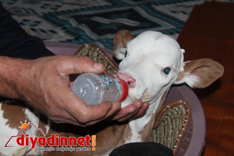 Çiftçi aile erken doğan buzağıya kendi çocukları gibi bakıyor3