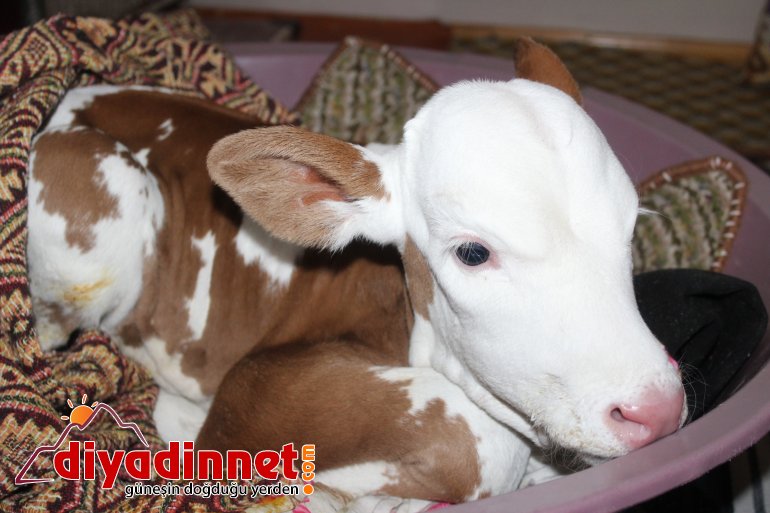 Çiftçi aile erken doğan buzağıya kendi çocukları gibi bakıyor4