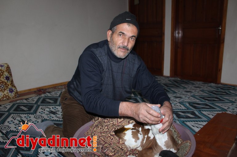 Çiftçi aile erken doğan buzağıya kendi çocukları gibi bakıyor5