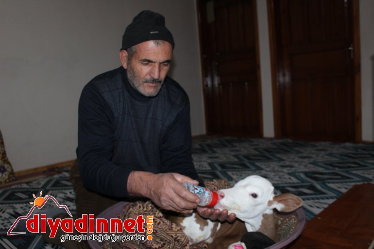 Çiftçi aile erken doğan buzağıya kendi çocukları gibi bakıyor6
