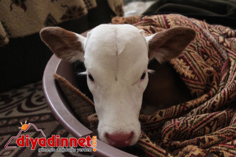 Çiftçi aile erken doğan buzağıya kendi çocukları gibi bakıyor7