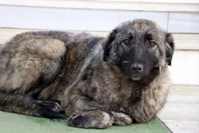 Doğu Anadolu da dondurucu soğuklar etkisini sürdürüyor1