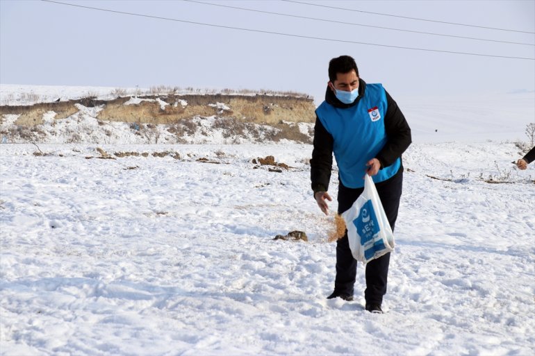 Dondurucu soğuğun etkili olduğu Ağrı da sokak hayvanlarının yaşam alanlarına mama ve et bırakıldı2