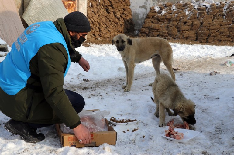 Dondurucu soğuğun etkili olduğu Ağrı da sokak hayvanlarının yaşam alanlarına mama ve et bırakıldı3