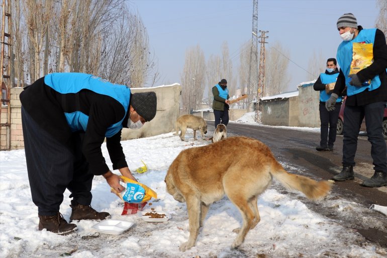 Dondurucu soğuğun etkili olduğu Ağrı da sokak hayvanlarının yaşam alanlarına mama ve et bırakıldı4