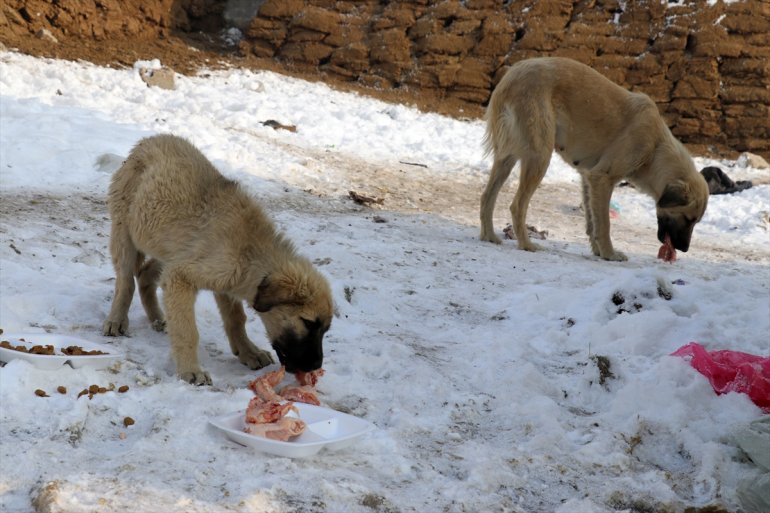 Dondurucu soğuğun etkili olduğu Ağrı da sokak hayvanlarının yaşam alanlarına mama ve et bırakıldı7
