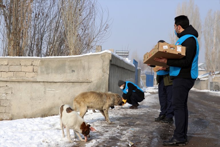 Dondurucu soğuğun etkili olduğu Ağrı da sokak hayvanlarının yaşam alanlarına mama ve et bırakıldı8