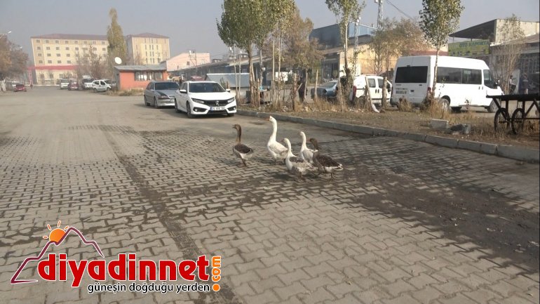 Pandemiden dolayı dışardan almak istemediği kazları sanayi sitesine kurduğu çiftlikte besliyor