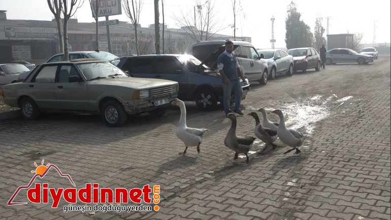 Pandemiden dolayı dışardan almak istemediği kazları sanayi sitesine kurduğu çiftlikte besliyor2