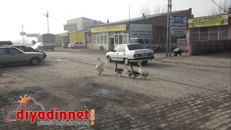 Pandemiden dolayı dışardan almak istemediği kazları sanayi sitesine kurduğu çiftlikte besliyor3