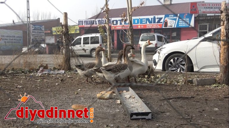 Pandemiden dolayı dışardan almak istemediği kazları sanayi sitesine kurduğu çiftlikte besliyor4