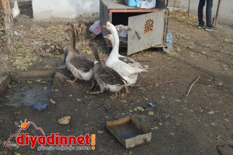 Pandemiden dolayı dışardan almak istemediği kazları sanayi sitesine kurduğu çiftlikte besliyor5