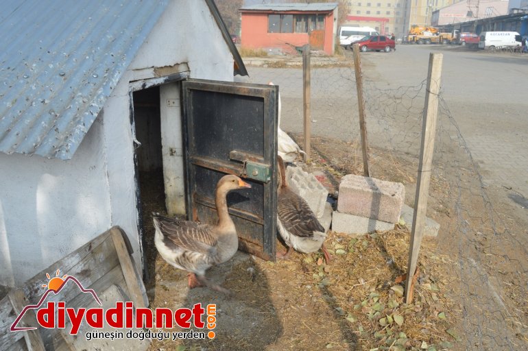 Pandemiden dolayı dışardan almak istemediği kazları sanayi sitesine kurduğu çiftlikte besliyor6