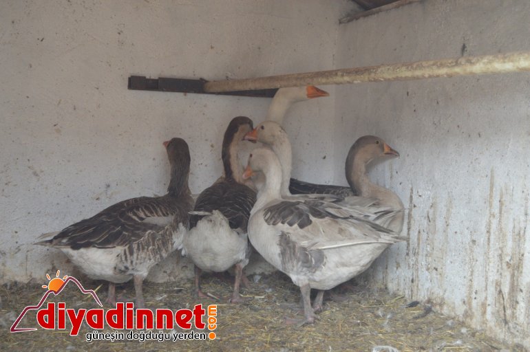 Pandemiden dolayı dışardan almak istemediği kazları sanayi sitesine kurduğu çiftlikte besliyor7