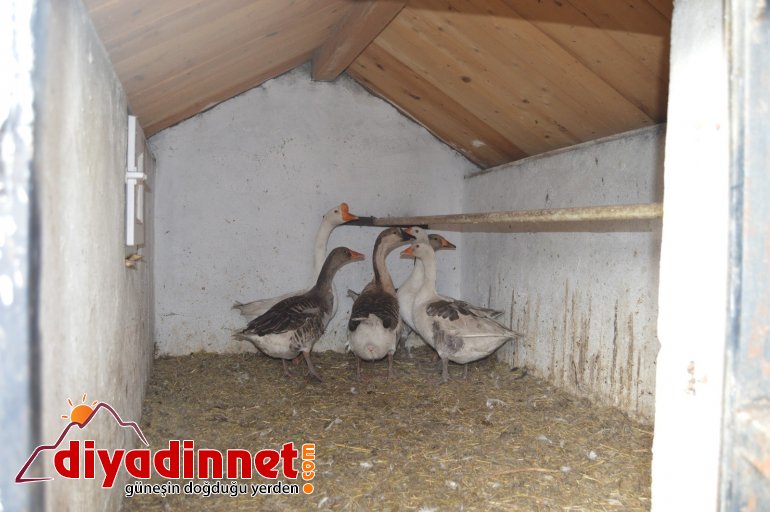 Pandemiden dolayı dışardan almak istemediği kazları sanayi sitesine kurduğu çiftlikte besliyor8