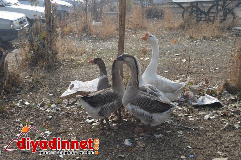 Pandemiden dolayı dışardan almak istemediği kazları sanayi sitesine kurduğu çiftlikte besliyor9