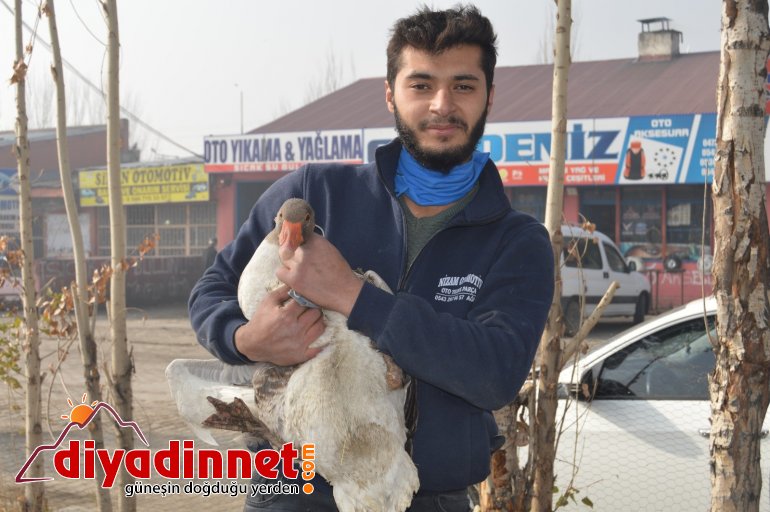 Pandemiden dolayı dışardan almak istemediği kazları sanayi sitesine kurduğu çiftlikte besliyor10