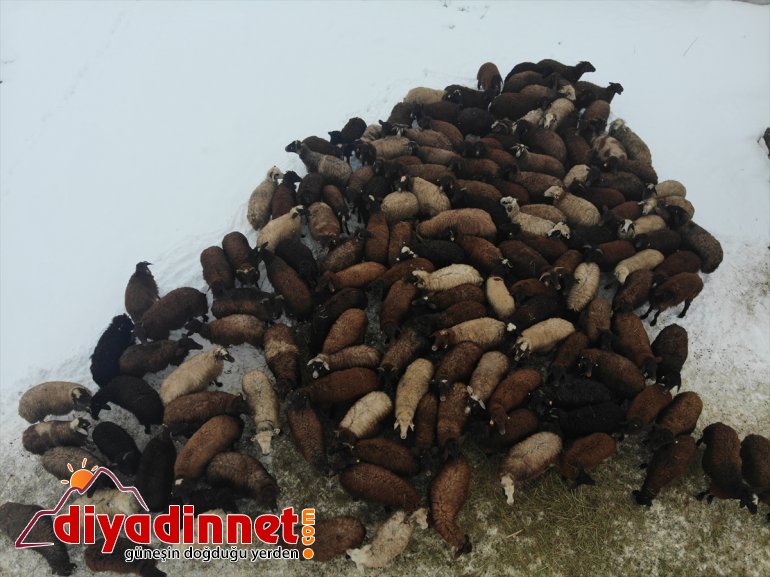 Ağrı da etkili olan kar yağışı hayatı olumsuz etkiliyor13