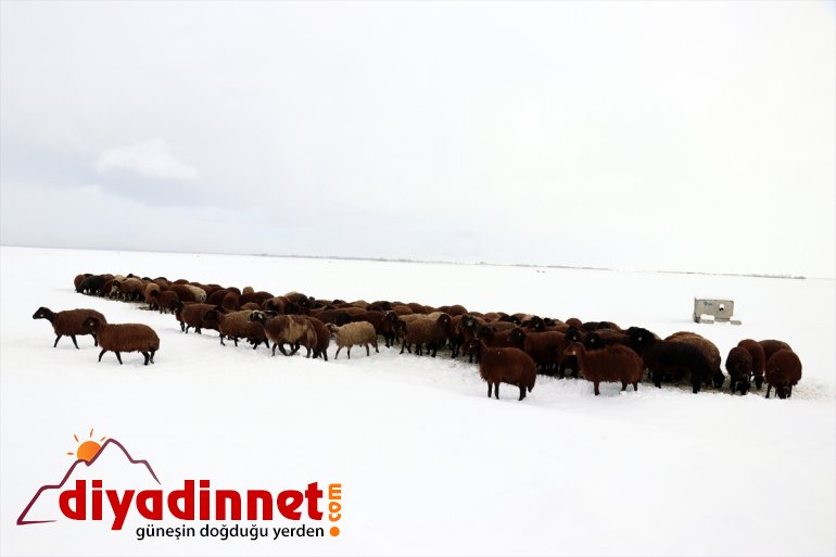 Ağrı da etkili olan kar yağışı hayatı olumsuz etkiliyor8