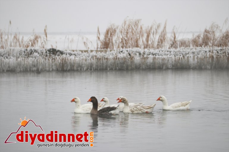 Parkı güzelliğiyle kamaştırıyor Milli göz kış Ağrı Dağı 15