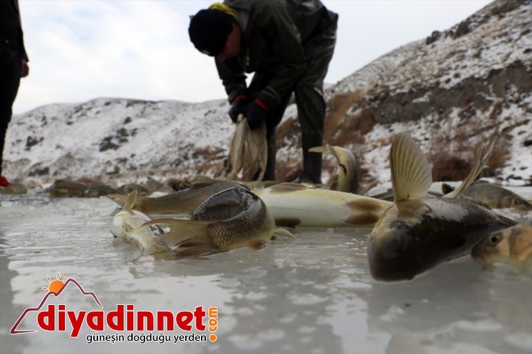 balıkçıları kaplı AĞRI nehirden - buzla kentin ekmeklerini çıkarıyor Denizsiz 2