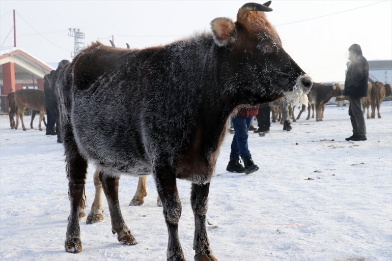 Ağrı en soğuk il dondurucu soğuklar6