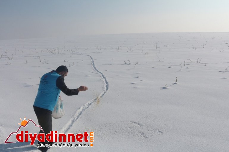 Ağrı İl Müftülüğü yabani hayvanlar için yiyecek bıraktı2