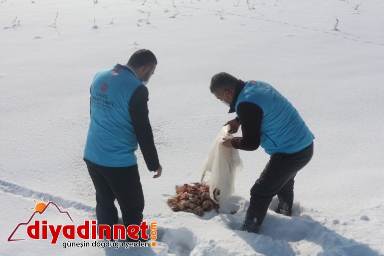Ağrı İl Müftülüğü yabani hayvanlar için yiyecek bıraktı3