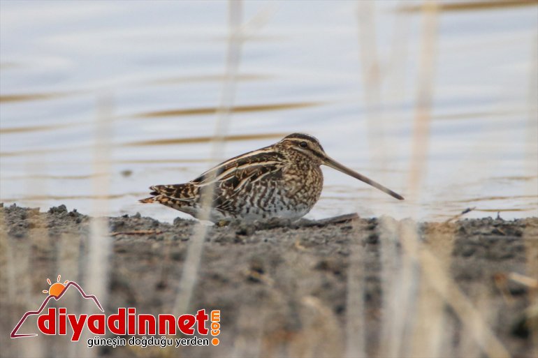 ağırlıyor kış IĞDIR göçmeni Türkiye