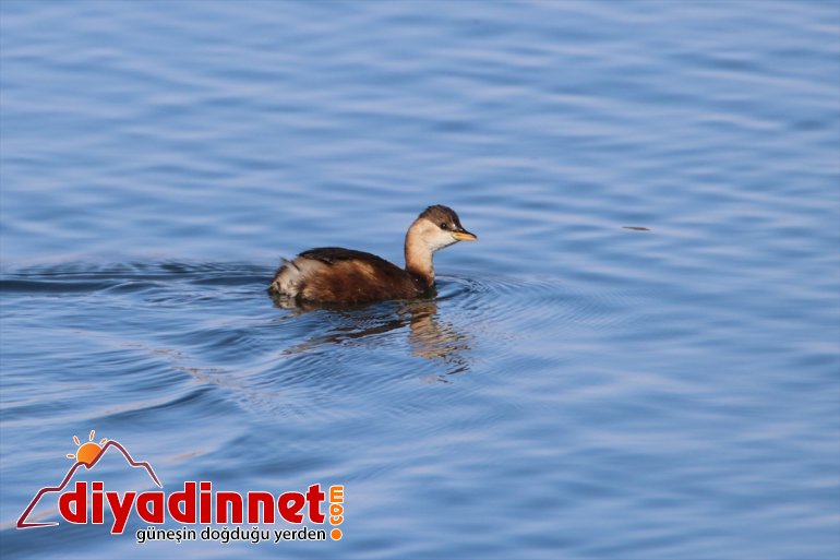 kış misafirlerini Türkiye