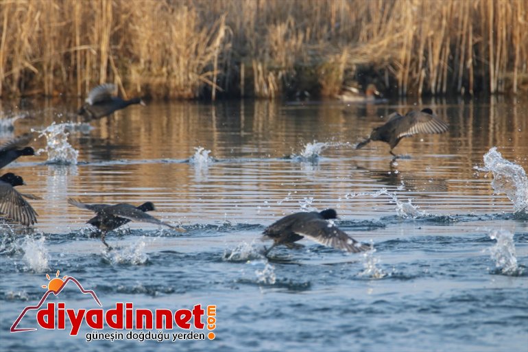 - misafirlerini göçmeni kış ağırlıyor IĞDIR Türkiye