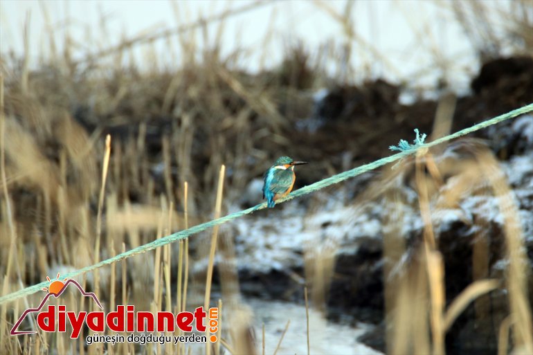 kış göçmeni Türkiye